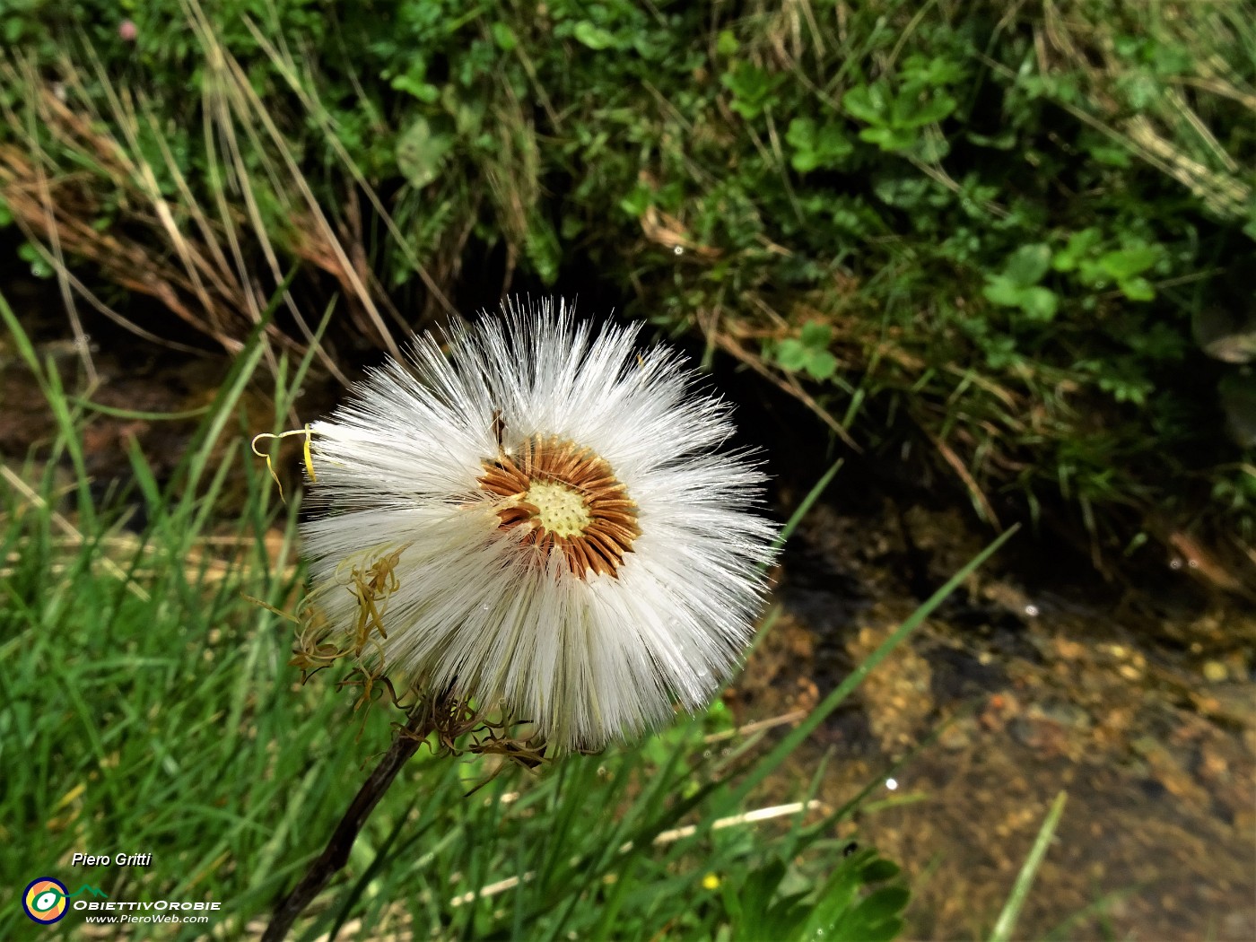 73 Tussilago farfara (Tossillagine comune) in frutto (pappi).JPG